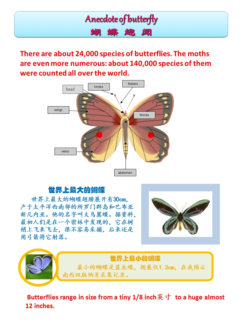 小学生英语阅读-蝴蝶的介绍Butterflyreading.ppt_第1页