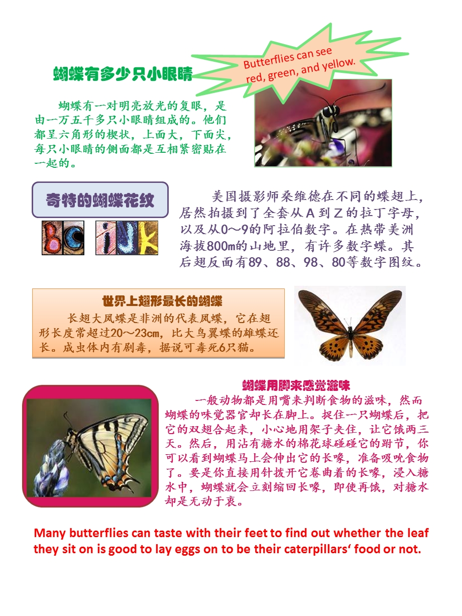 小学生英语阅读-蝴蝶的介绍Butterflyreading.ppt_第3页