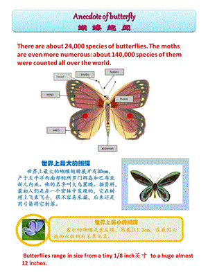 小学生英语阅读-蝴蝶的介绍Butterflyreading.ppt