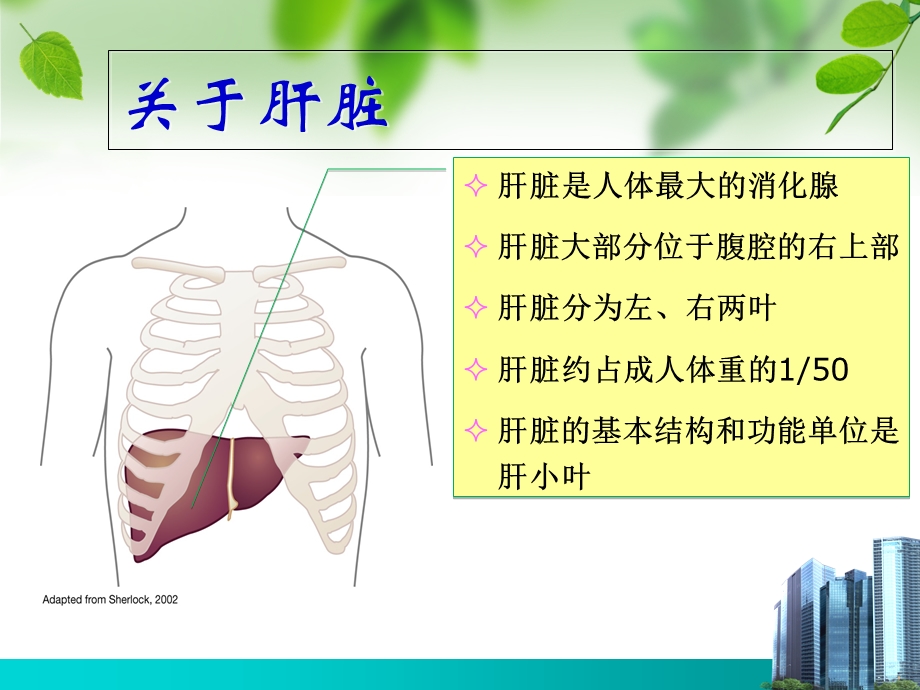 慢性病毒性乙型肝炎中西医诊治进展.ppt_第2页