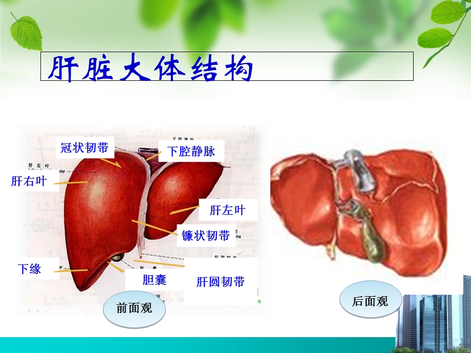 慢性病毒性乙型肝炎中西医诊治进展.ppt_第3页