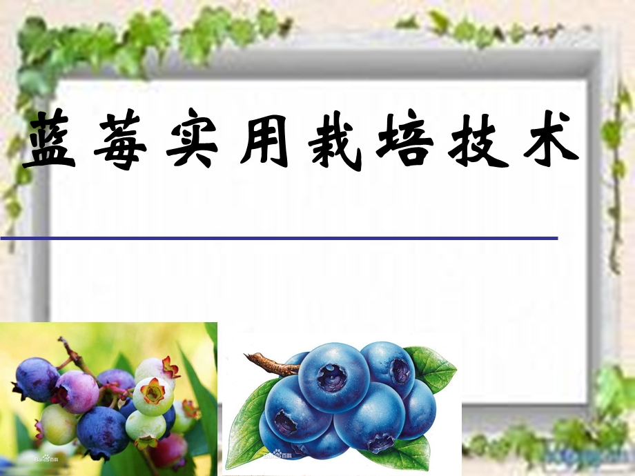 蓝莓栽培技术.ppt_第1页