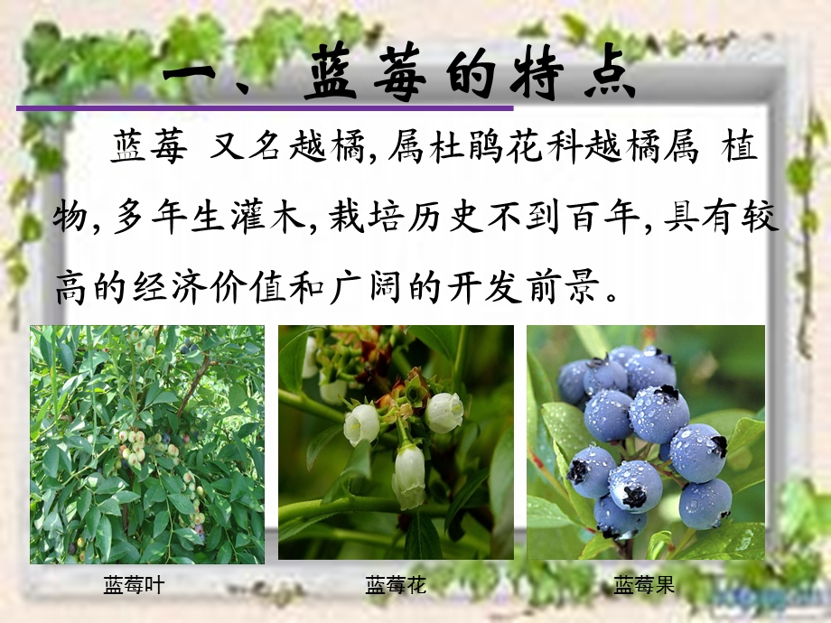 蓝莓栽培技术.ppt_第2页