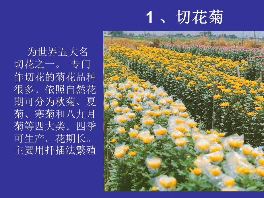 市场常用鲜切花.ppt_第2页