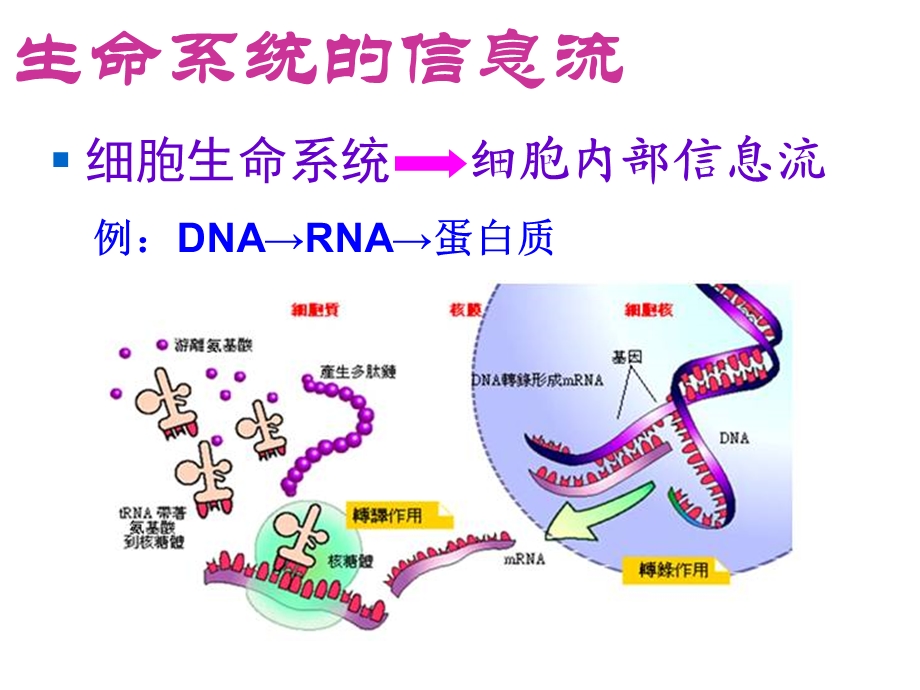 生物复习生命系统的信息流.ppt_第2页