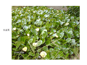 室内水培类盆栽植物精选.ppt