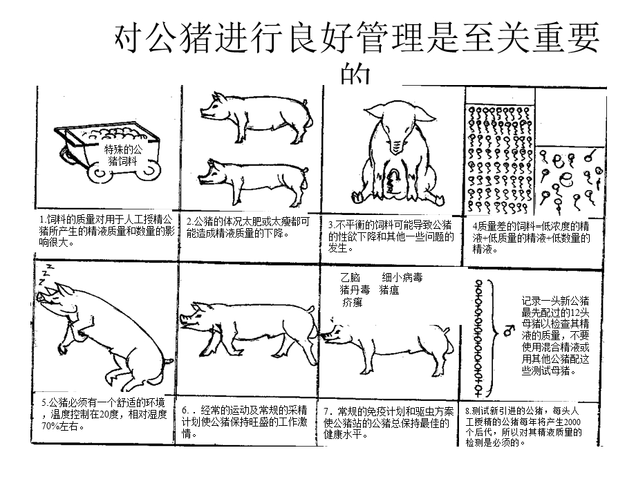 成功进行猪人工授精重要步骤-赣州佰斯特.ppt_第3页