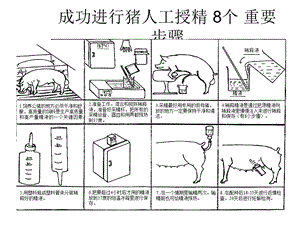 成功进行猪人工授精重要步骤-赣州佰斯特.ppt