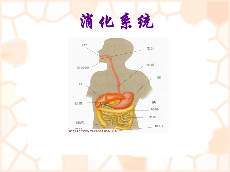 消化系统疾病概述及常用药物.ppt_第1页