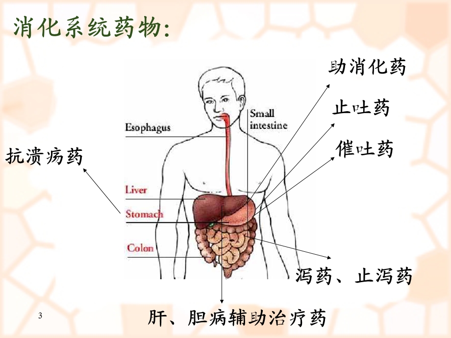 消化系统疾病概述及常用药物.ppt_第3页