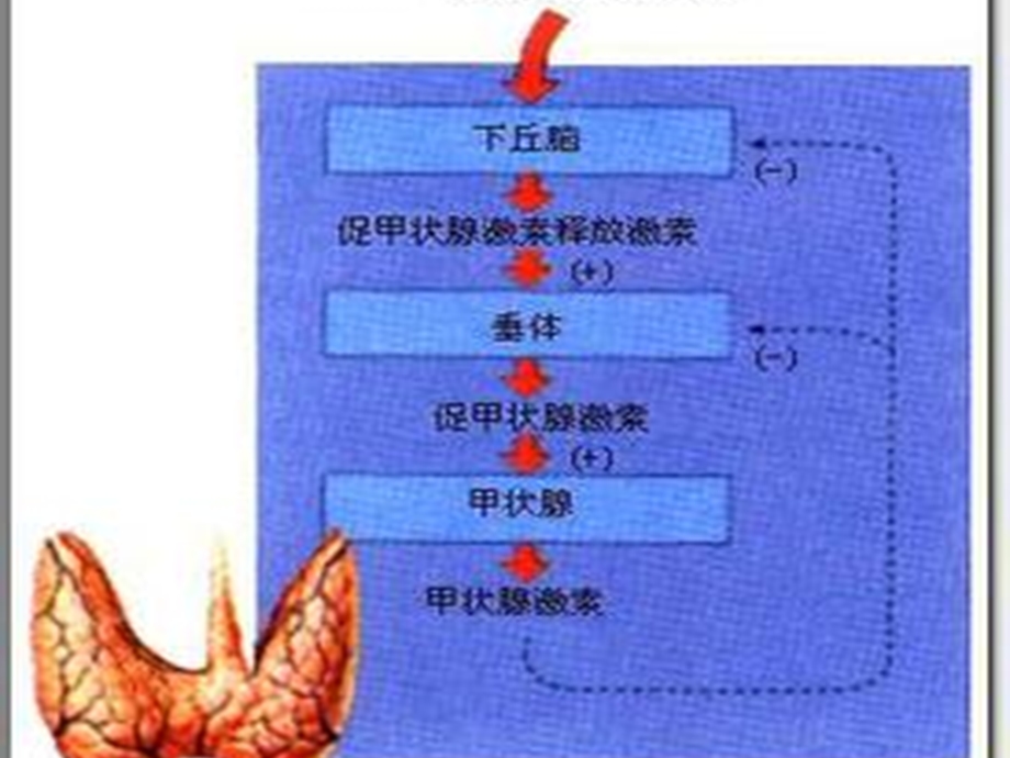 甲状腺激素的分泌调节.ppt_第3页