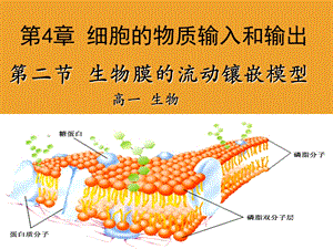 生物膜的流动镶嵌模型说.ppt