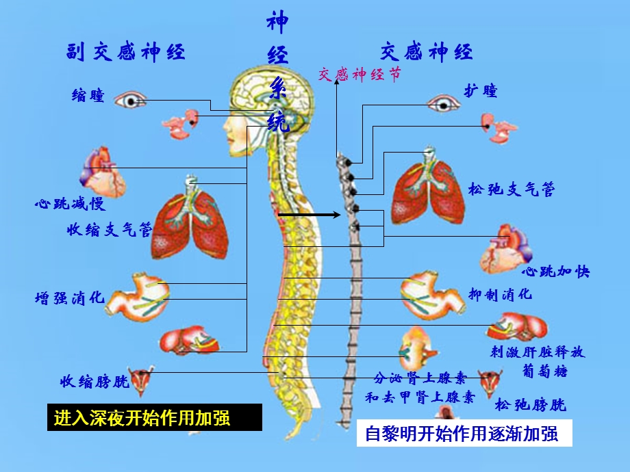 手足口病-对儿科医生的全面考量.ppt_第2页