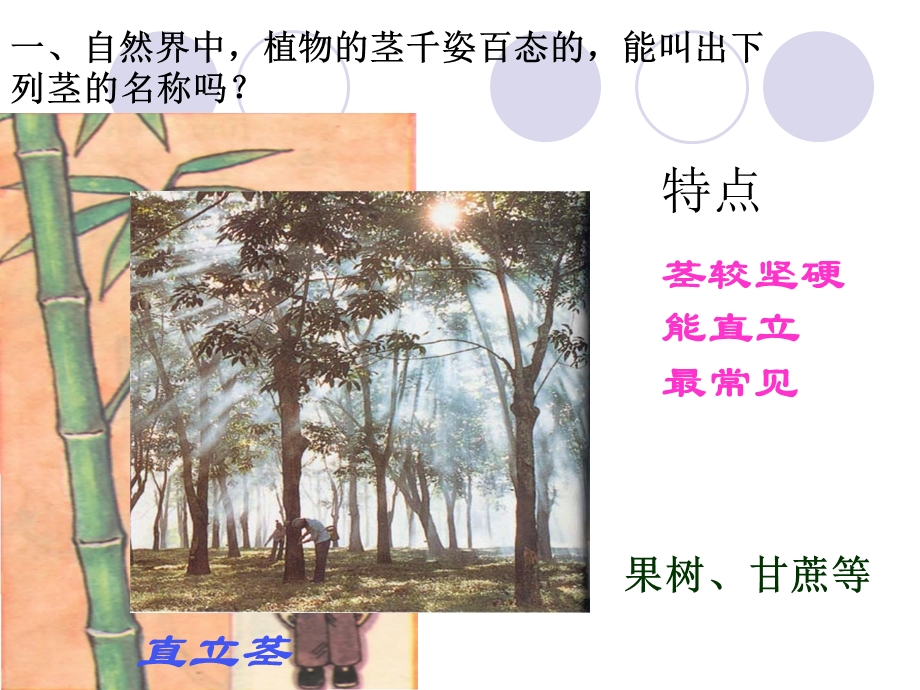 植物体中物质的运输.ppt_第2页