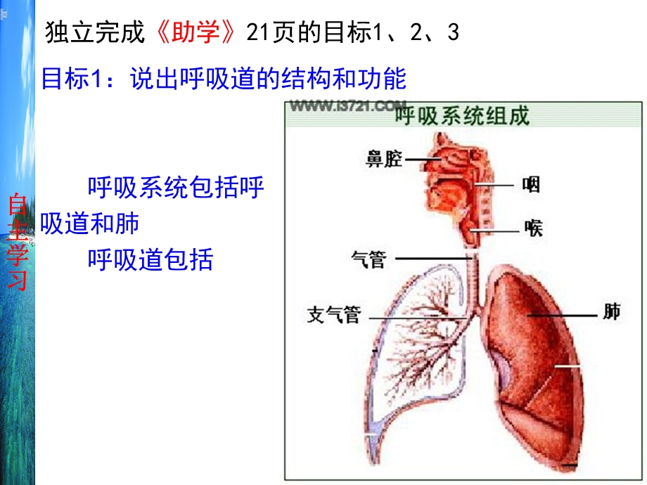 新人教版初中生物《人体与外界的气体交换》.ppt_第2页