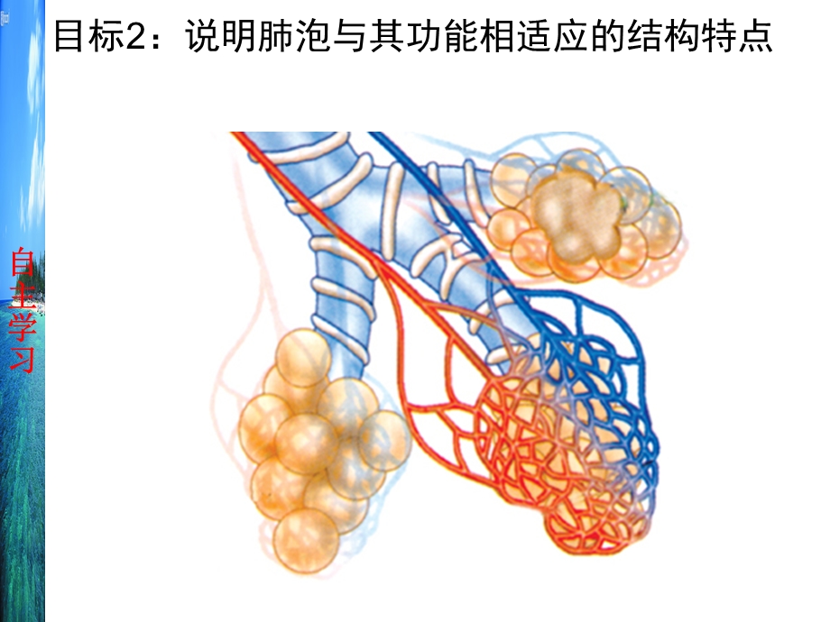 新人教版初中生物《人体与外界的气体交换》.ppt_第3页