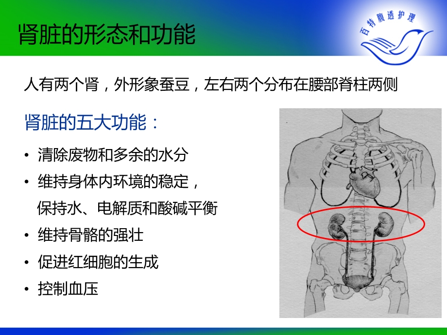 慢性肾功能衰竭的透前教育-比赛用.ppt_第3页