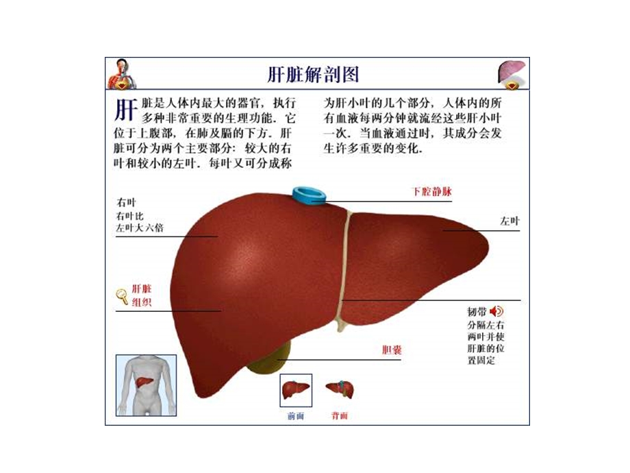 案例分析一肝功能检查.ppt_第2页