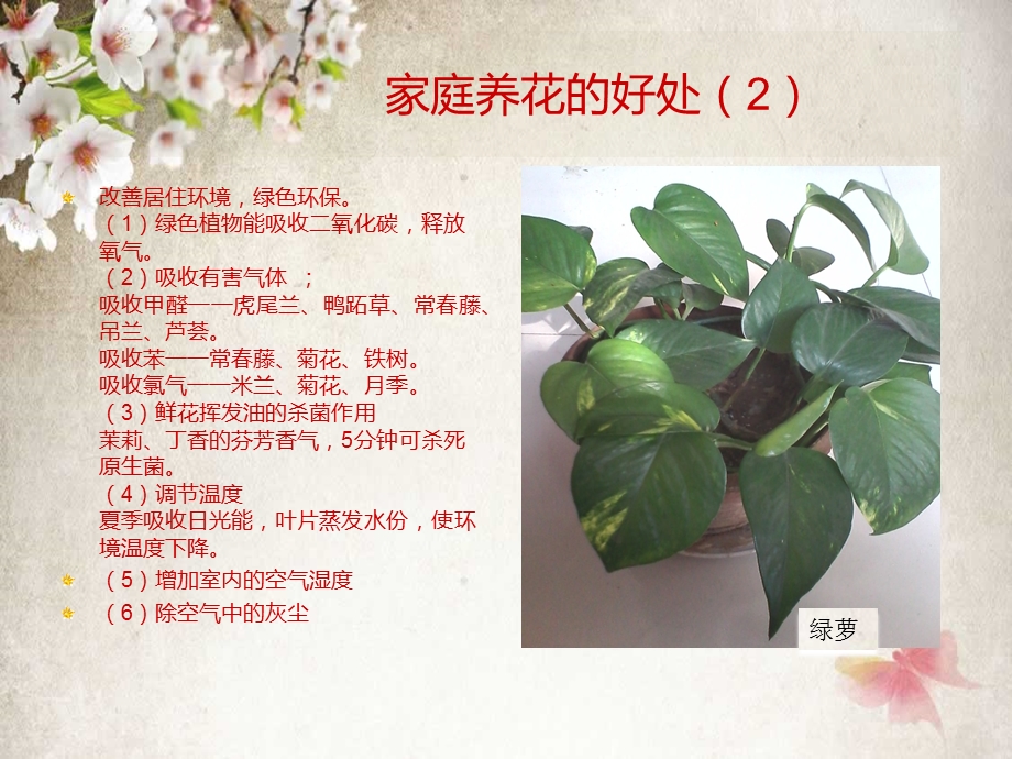 家庭花卉养殖技巧.ppt_第3页