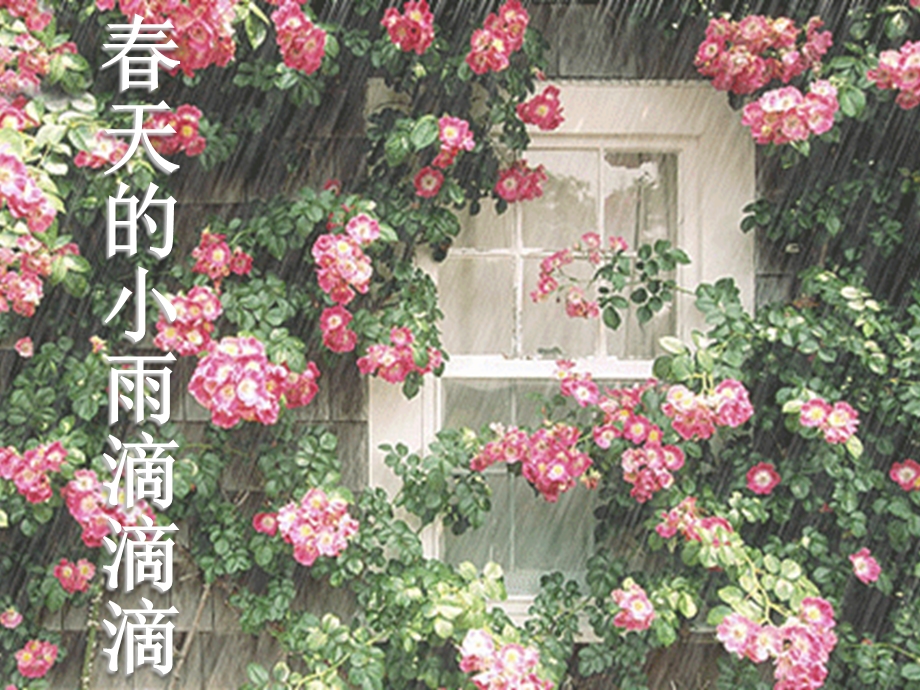 春天的小雨滴滴滴.ppt_第1页