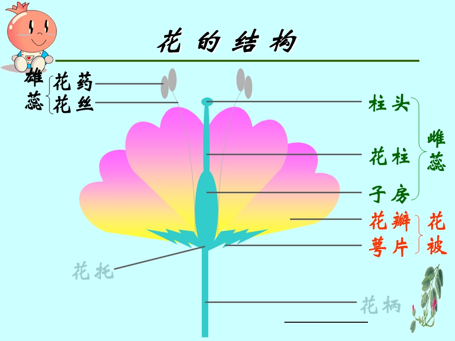 植物生殖方式的多样性.ppt_第2页