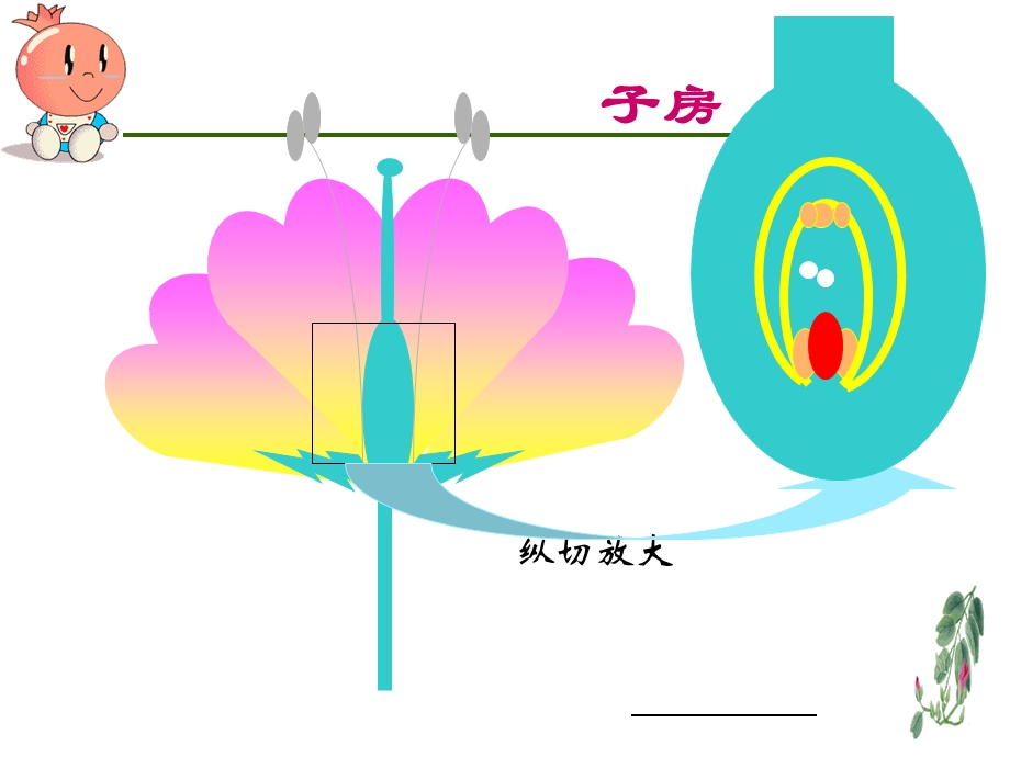 植物生殖方式的多样性.ppt_第3页