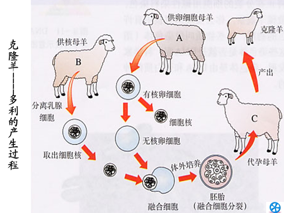 克隆羊多利的产生过程.ppt_第1页