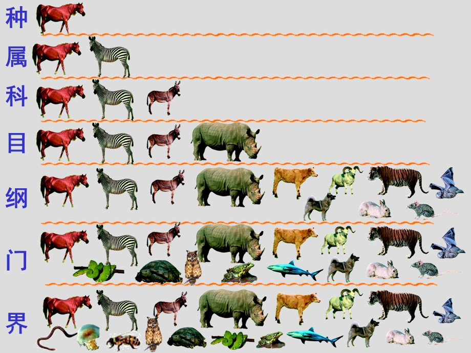 生物的多样性及其保护.ppt_第3页