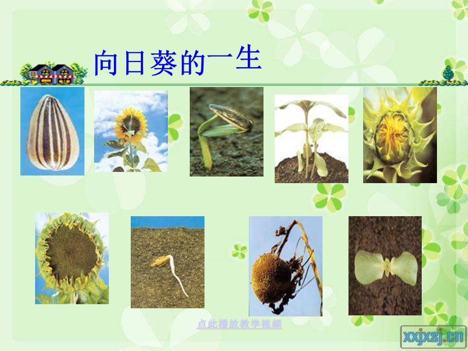 植物的共同特点.ppt_第3页