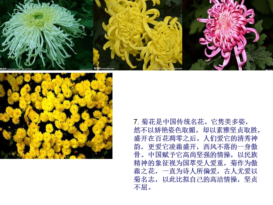 梅兰竹菊的象征意义.ppt_第3页