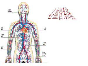 心血管系统药理学.ppt