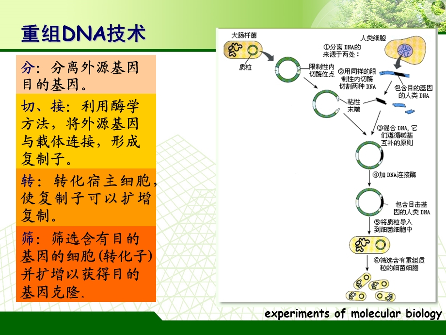 感受态细胞的制备及重组质粒的转化.ppt_第2页