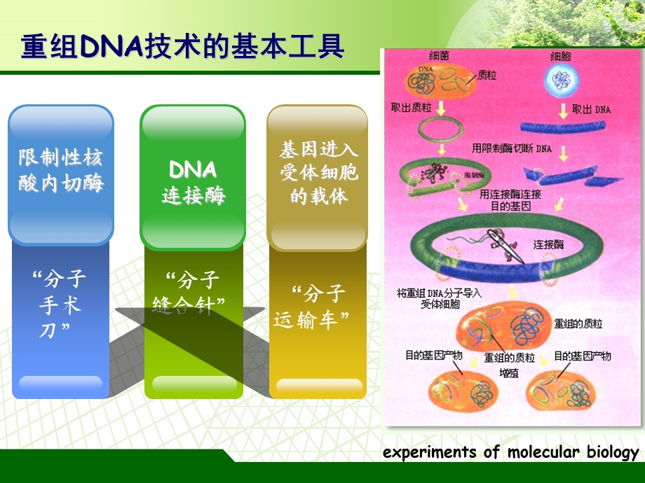 感受态细胞的制备及重组质粒的转化.ppt_第3页