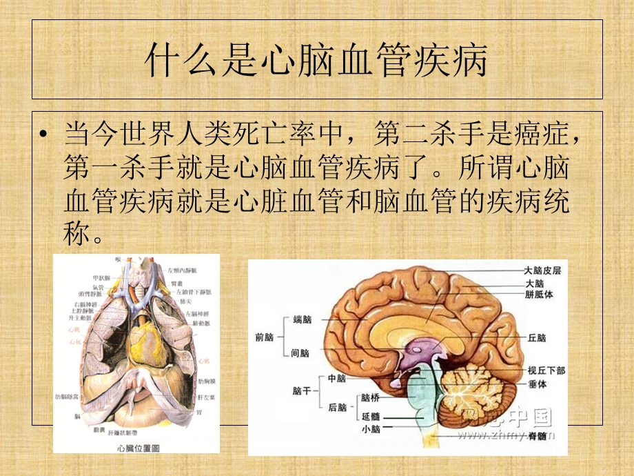 心脑血管疾病的营养预防与治疗.ppt_第2页