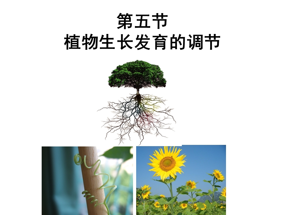 植物生长发育的调.ppt_第2页