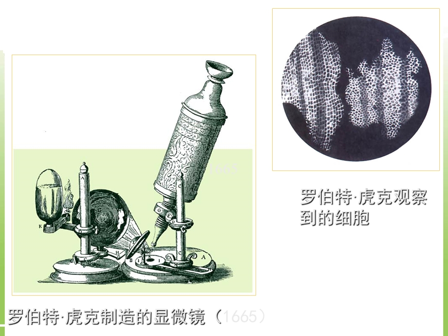 显微镜的历史课件高一生物课件.ppt_第3页