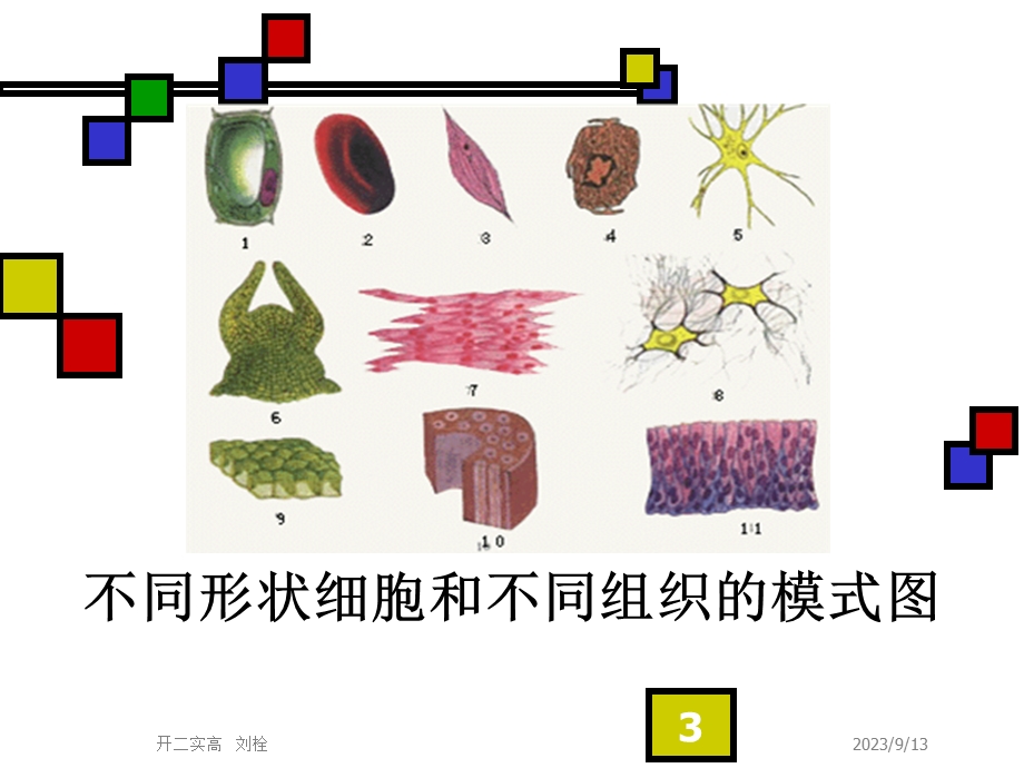 生命活动的基本单位-细胞.ppt_第3页