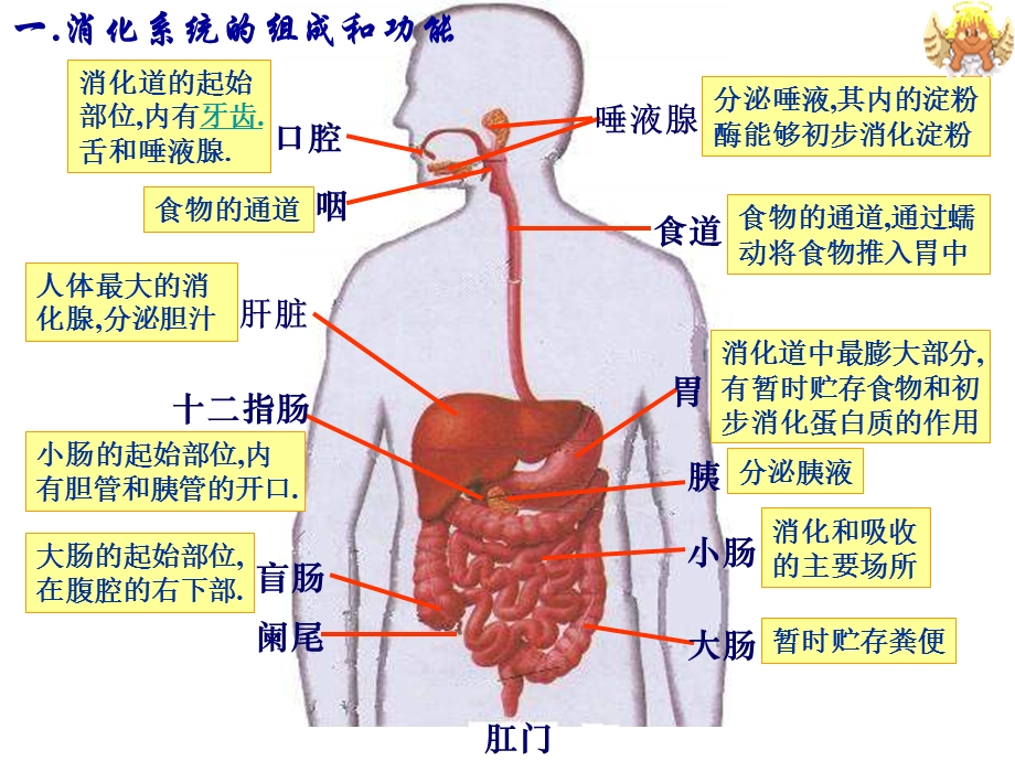 生物消化和吸收.ppt_第2页