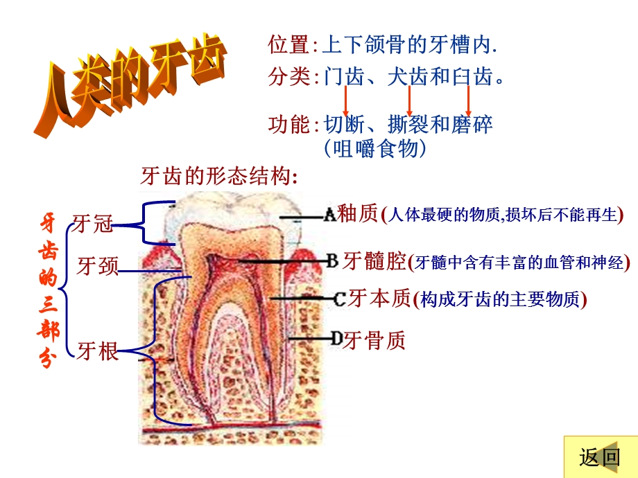 生物消化和吸收.ppt_第3页