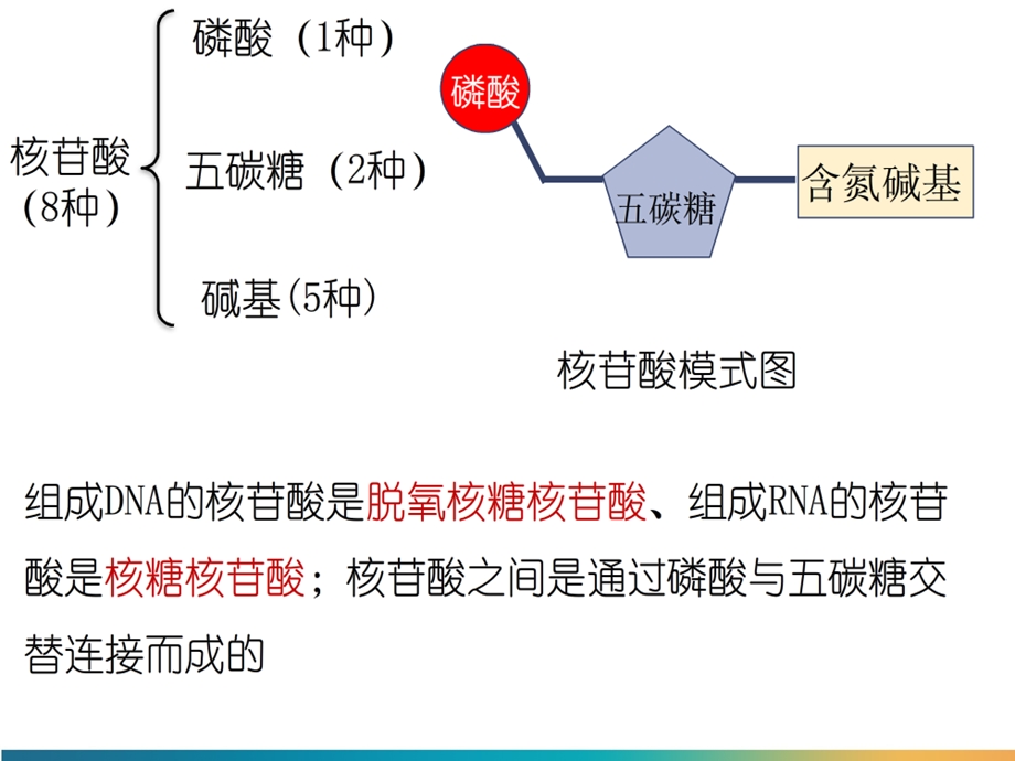 第二章核酸、糖类、脂质.ppt_第2页