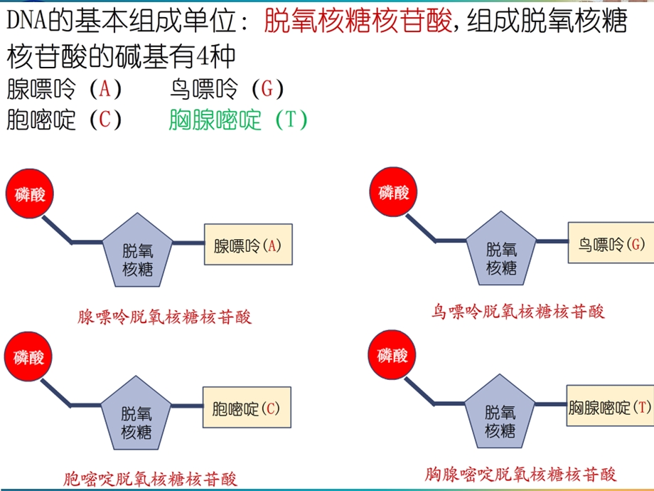 第二章核酸、糖类、脂质.ppt_第3页