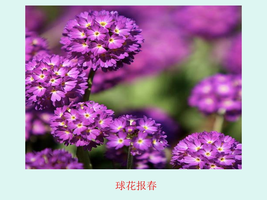 花中奇葩欣赏下.ppt_第3页