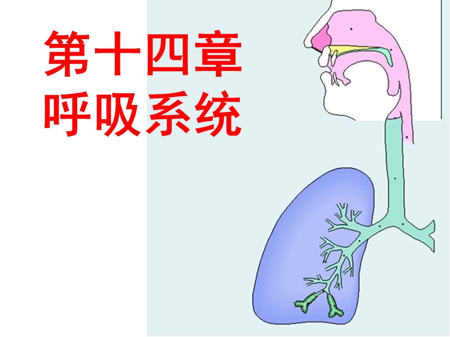 系统解剖学呼吸系统.ppt_第1页