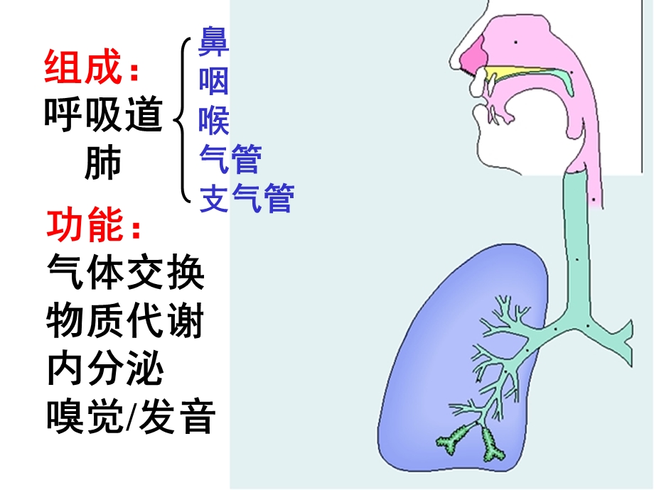 系统解剖学呼吸系统.ppt_第2页