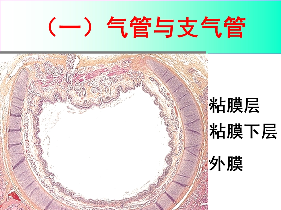 系统解剖学呼吸系统.ppt_第3页