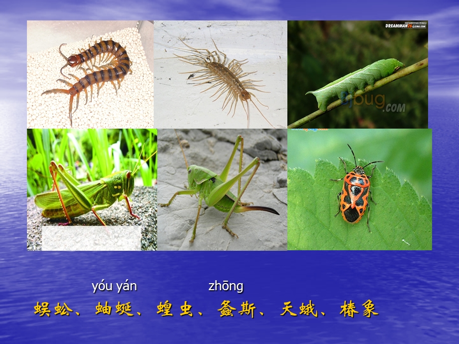 常见昆虫的分类.ppt_第1页