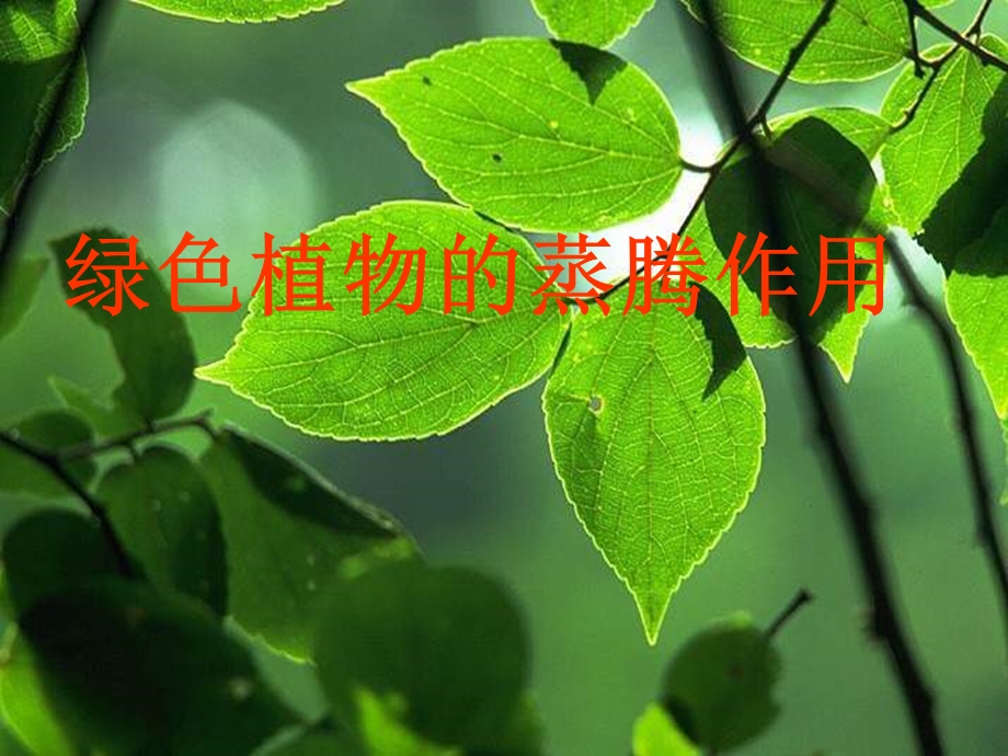 植物的蒸腾作用复习.ppt_第2页