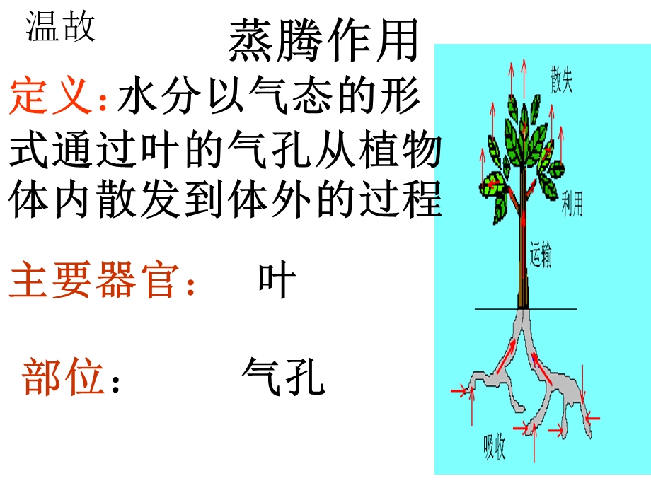 植物的蒸腾作用复习.ppt_第3页