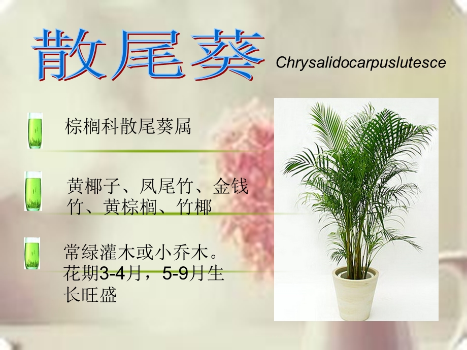 室内植物案例分析.ppt_第3页