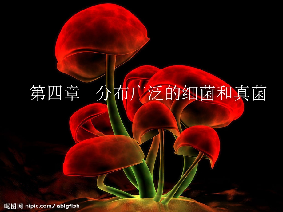 第一节分布广泛的细菌真菌.ppt_第1页